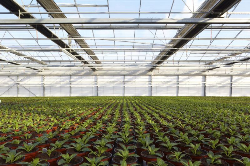 Energie sparen im Gewächshaus